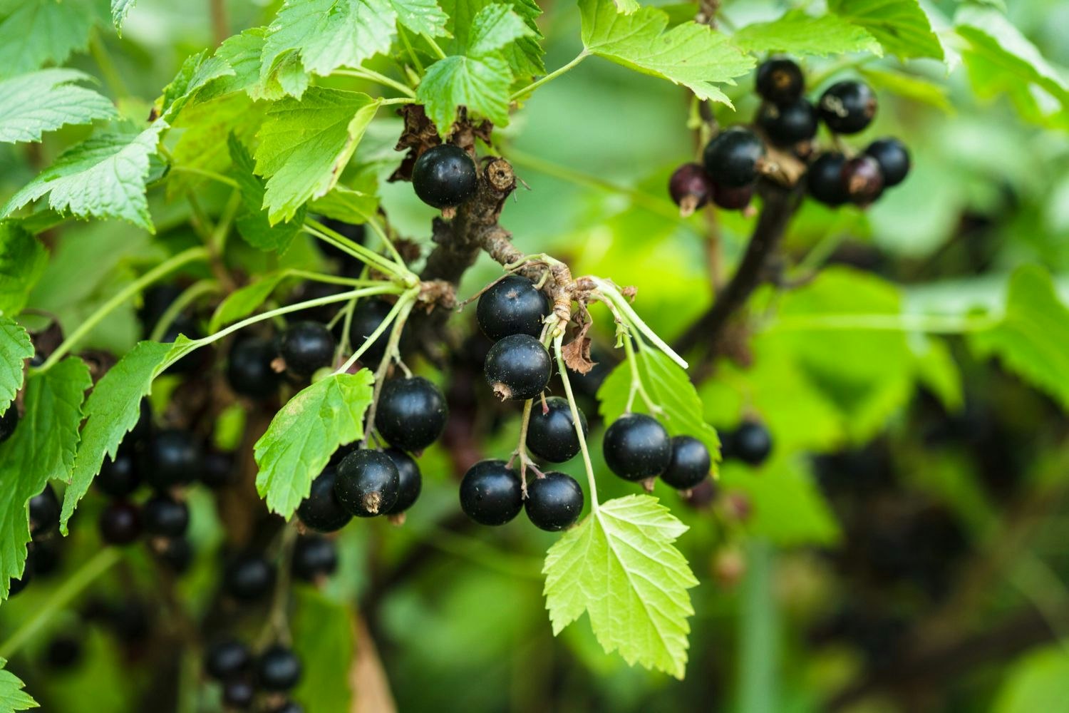 Svarta Vinbär/Ribes Nigrum - Titania