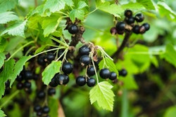 Svarta Vinbär/Ribes Nigrum - Titania