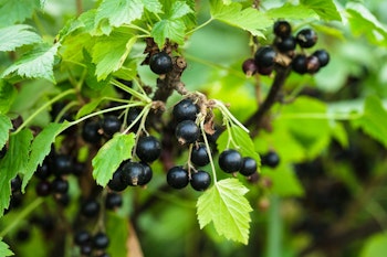 Svarta Vinbär/Ribes Nigrum - Titania