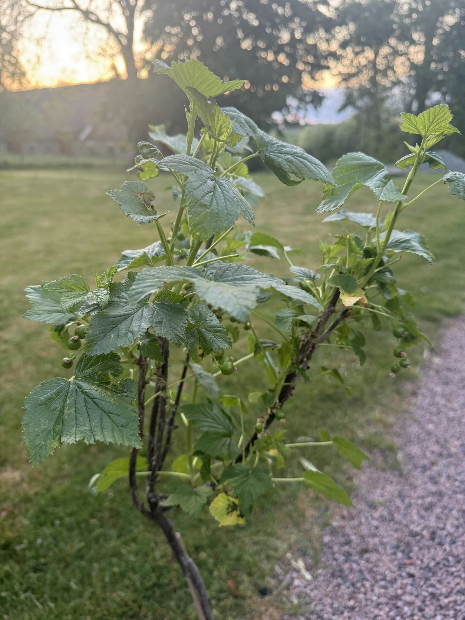Svarta Vinbär/Ribes Nigrum - Titania