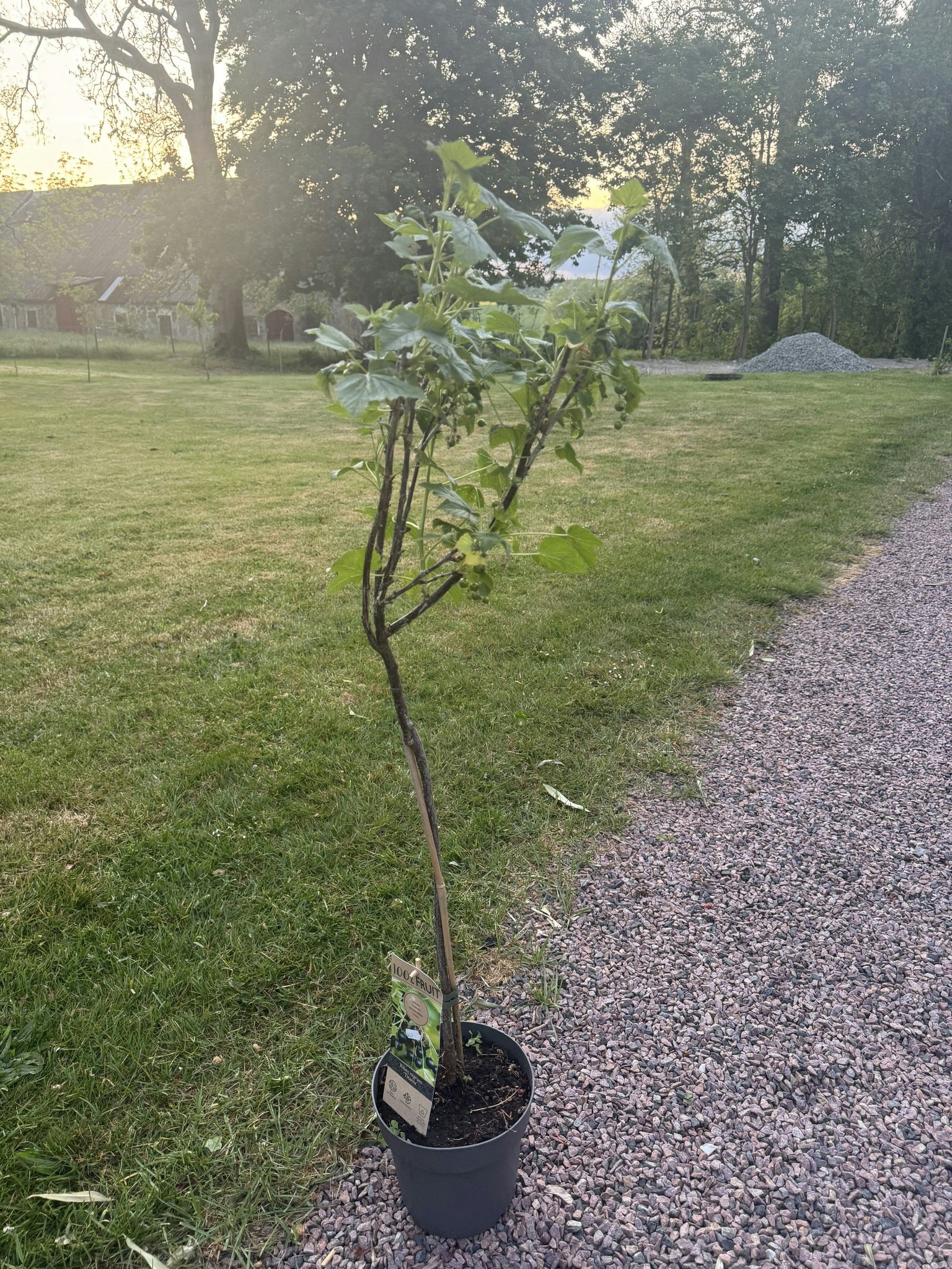 Svarta Vinbär/Ribes Nigrum - Titania