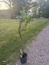 Svarta Vinbär/Ribes Nigrum - Titania