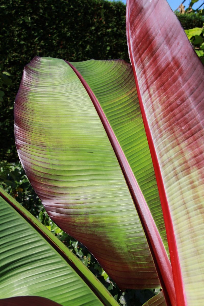 Ensetebanan/Ensete ventricosum - Maurelii