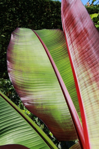 Ensetebanan/Ensete ventricosum - Maurelii