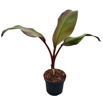 Ensetebanan/Ensete ventricosum - Maurelii