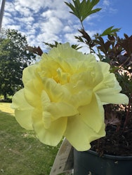 Pion/Paeonia Itoh - Bartzella