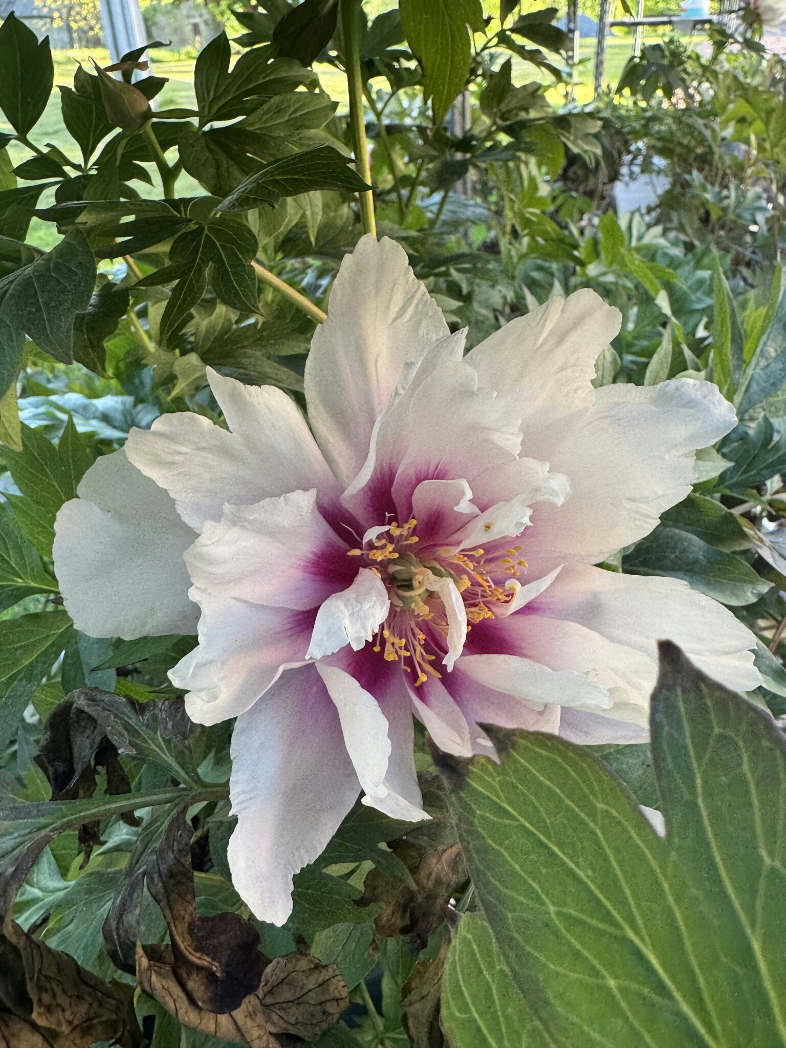 Pion/Paeonia Itoh - Cora Louise