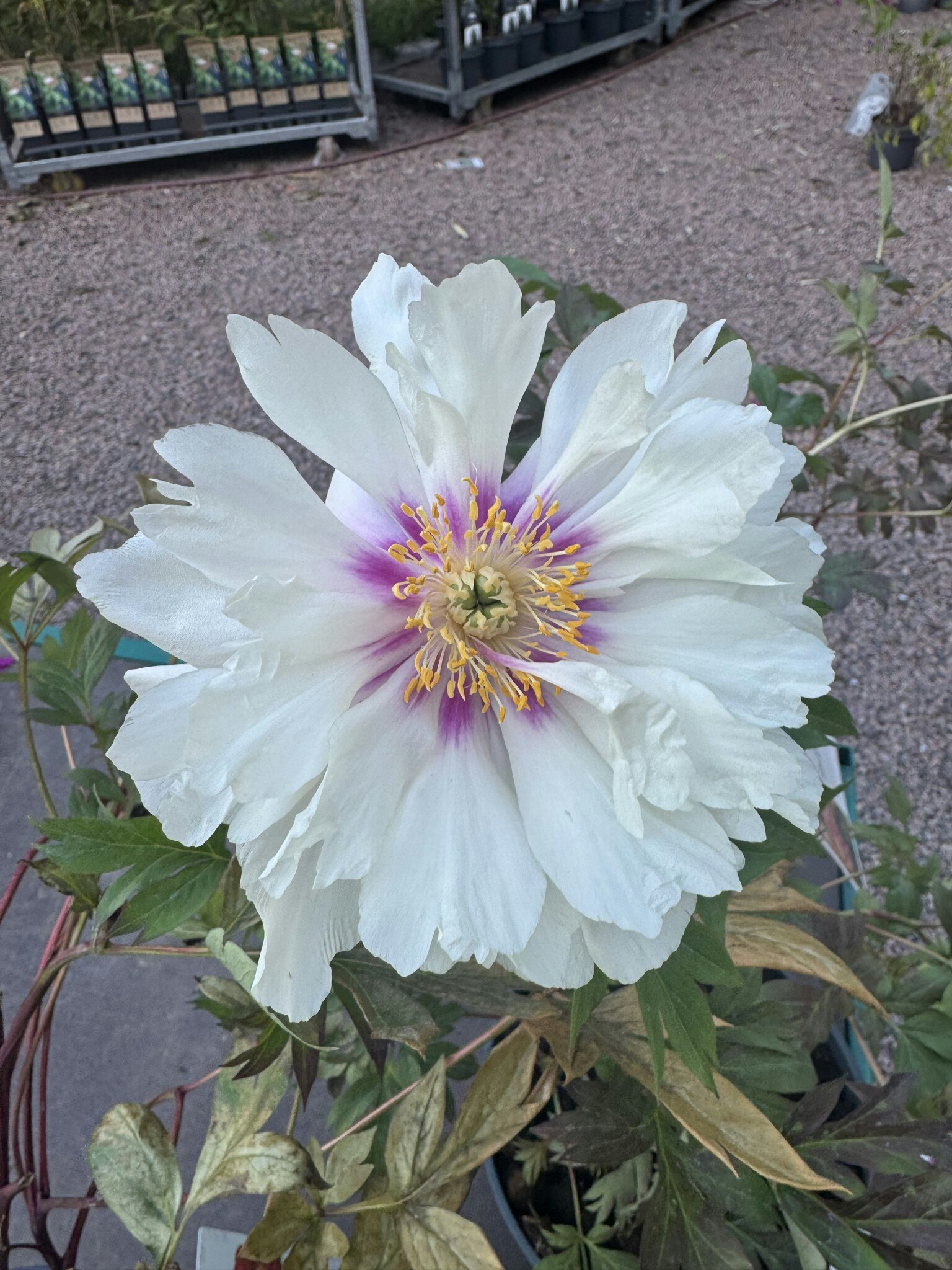 Pion/Paeonia Itoh - Cora Louise