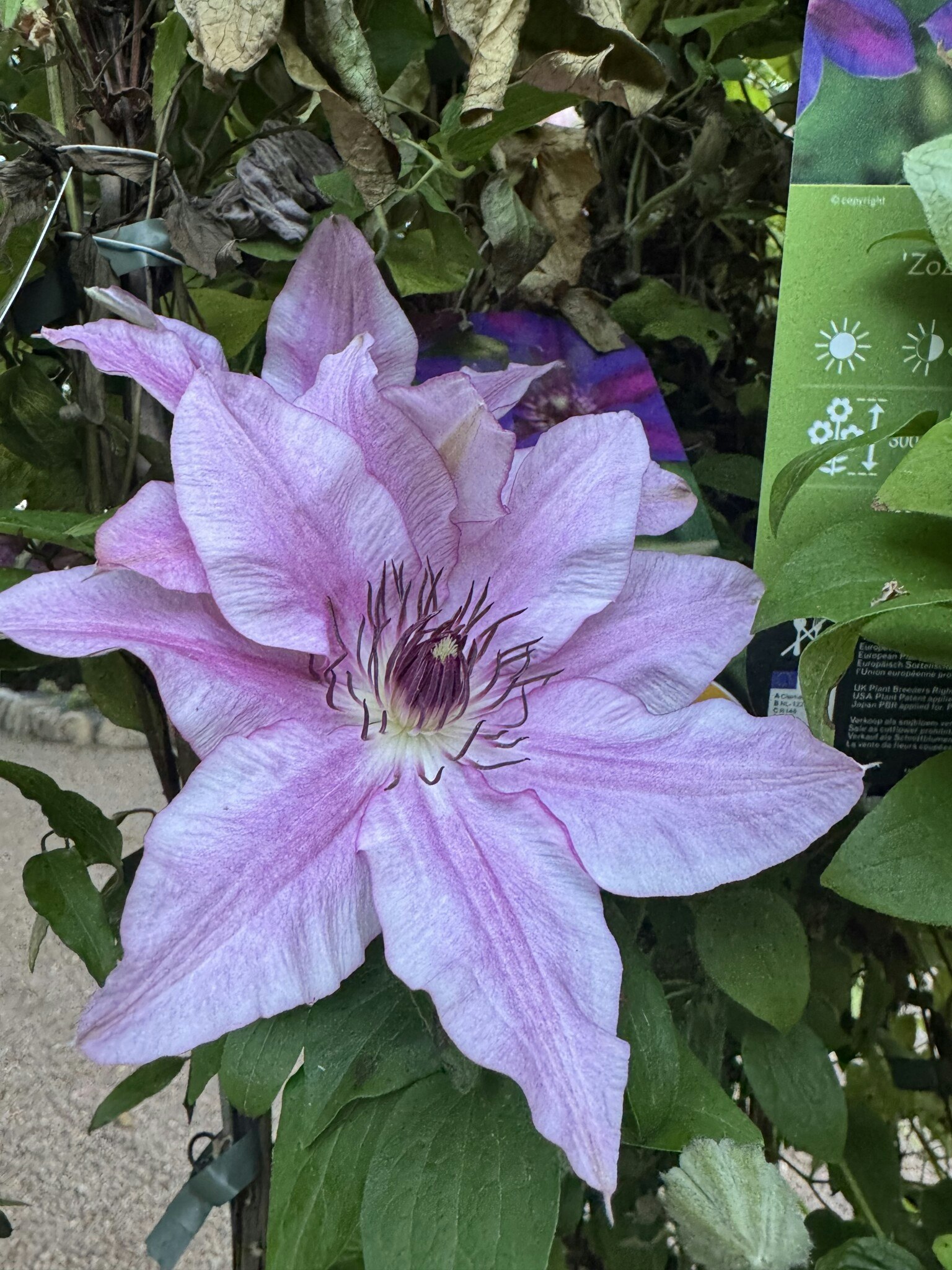 Klematis/Clematis - Isabella