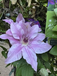 Klematis/Clematis - Isabella