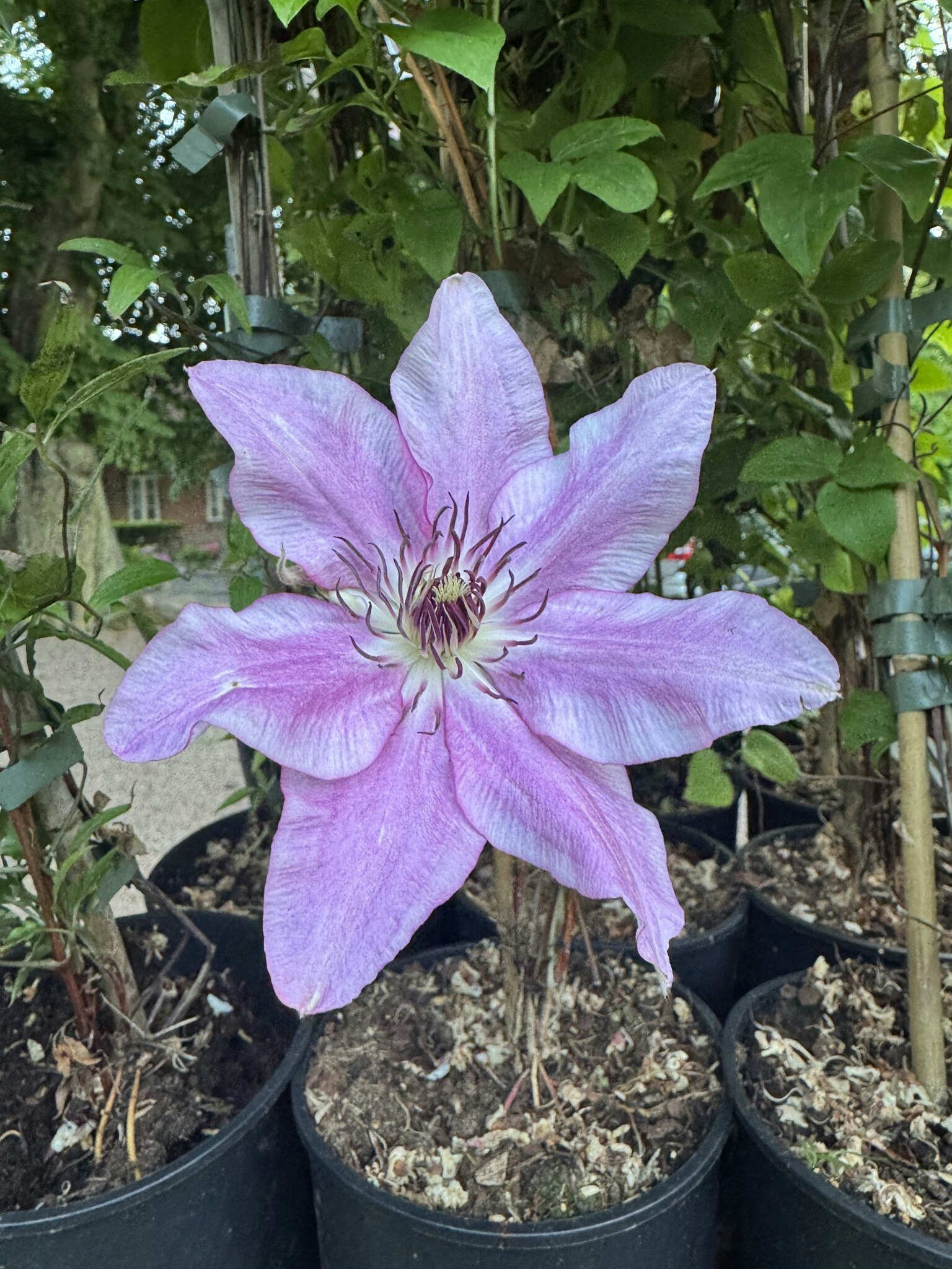 Klematis/Clematis - Isabella