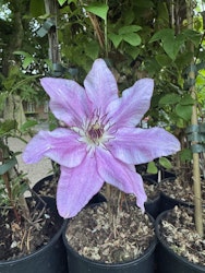 Klematis/Clematis - Isabella