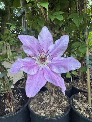 Klematis/Clematis - Isabella