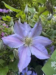 Klematis/Clematis - Spotlight