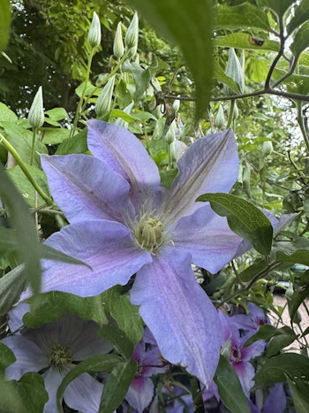 Klematis/Clematis - Spotlight