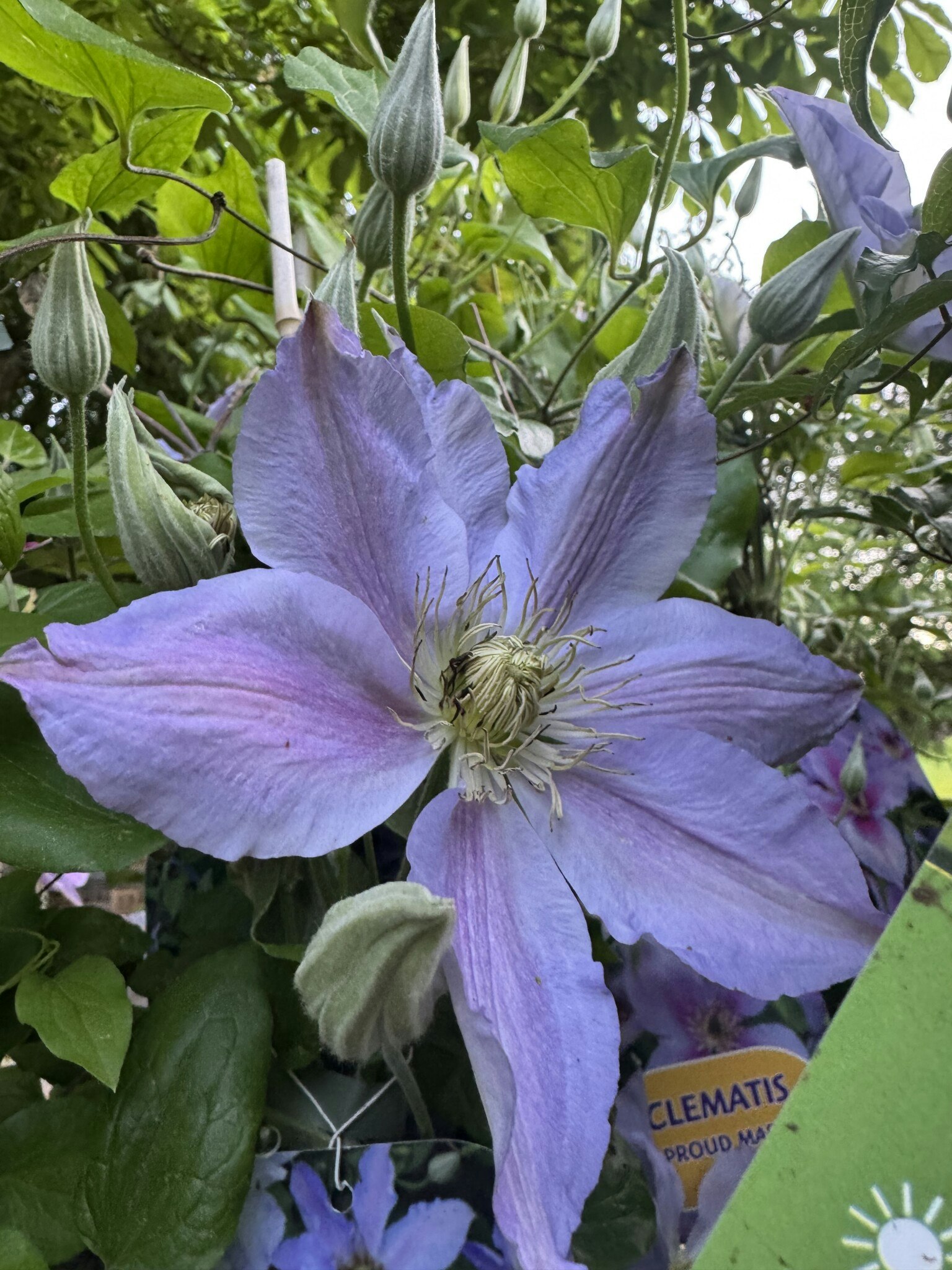 Klematis/Clematis - Spotlight