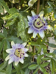 Passionsblomma/Passiflora - Caerulea