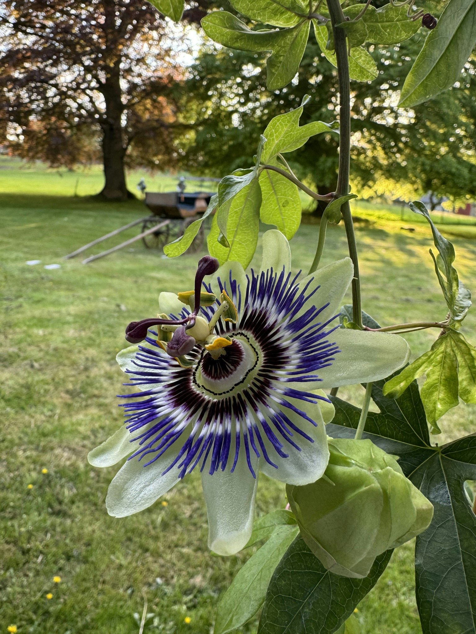 Passionsblomma/Passiflora - Caerulea