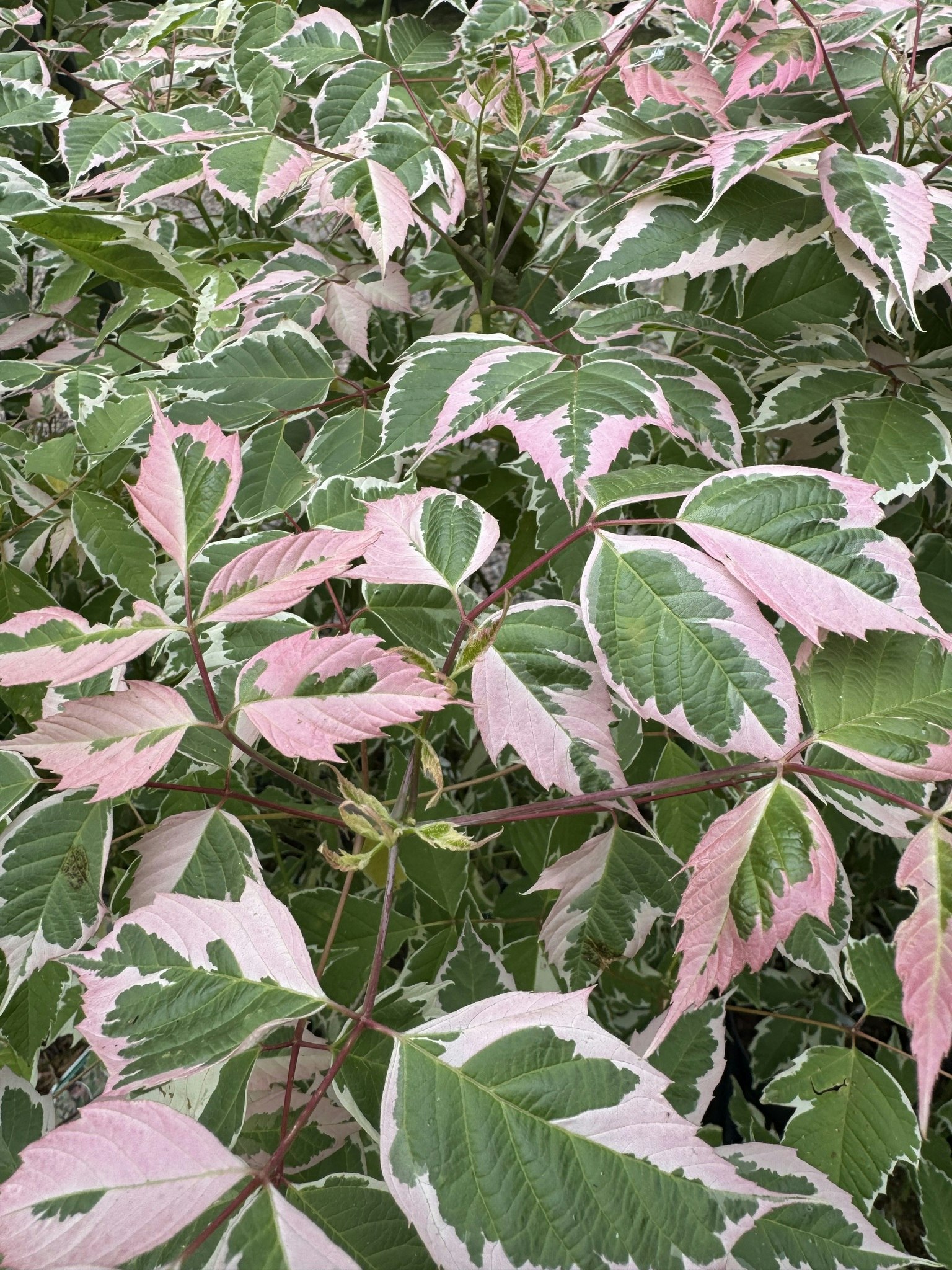 Acer/Japansk Lönn - Flamingo