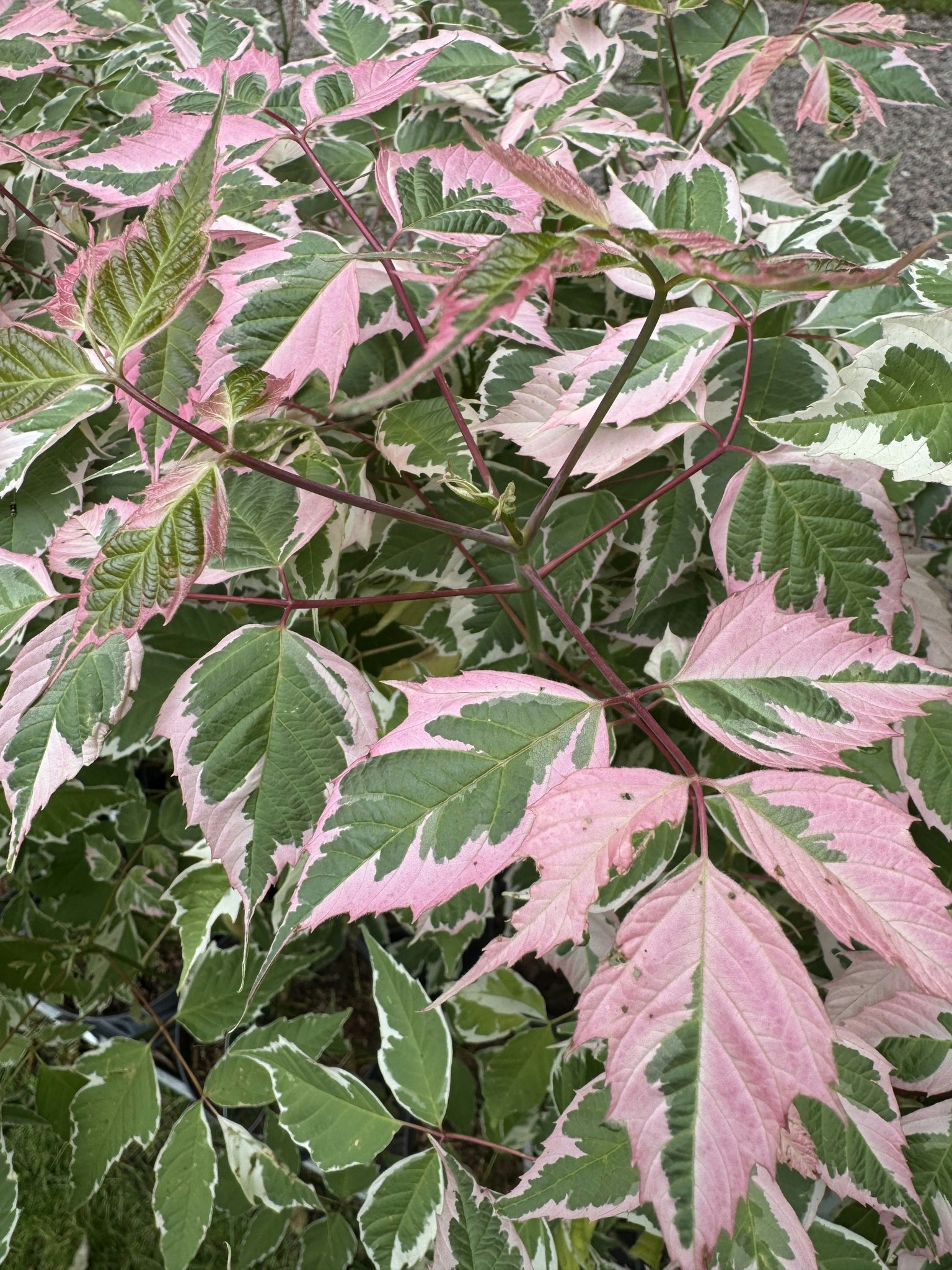 Acer/Japansk Lönn - Flamingo