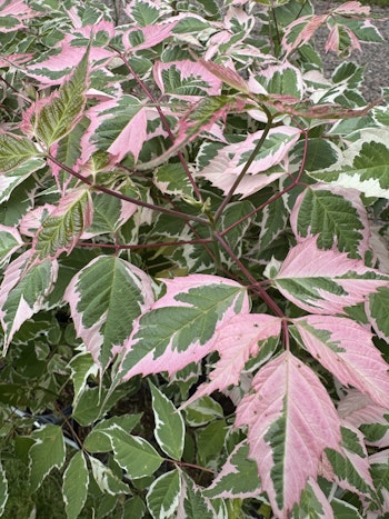 Acer/Japansk Lönn - Flamingo