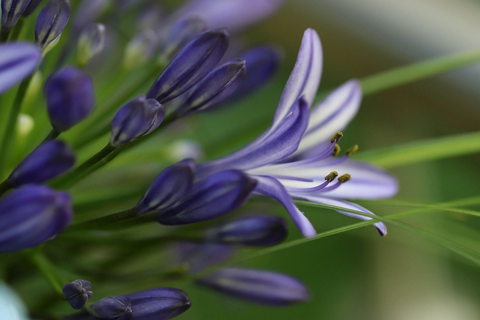 Afrikansklilja/Agapanthus - Poppin Purple