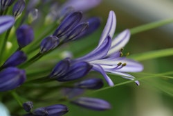Afrikansklilja/Agapanthus - Poppin Purple