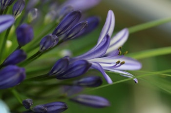 Afrikansklilja/Agapanthus - Poppin Purple