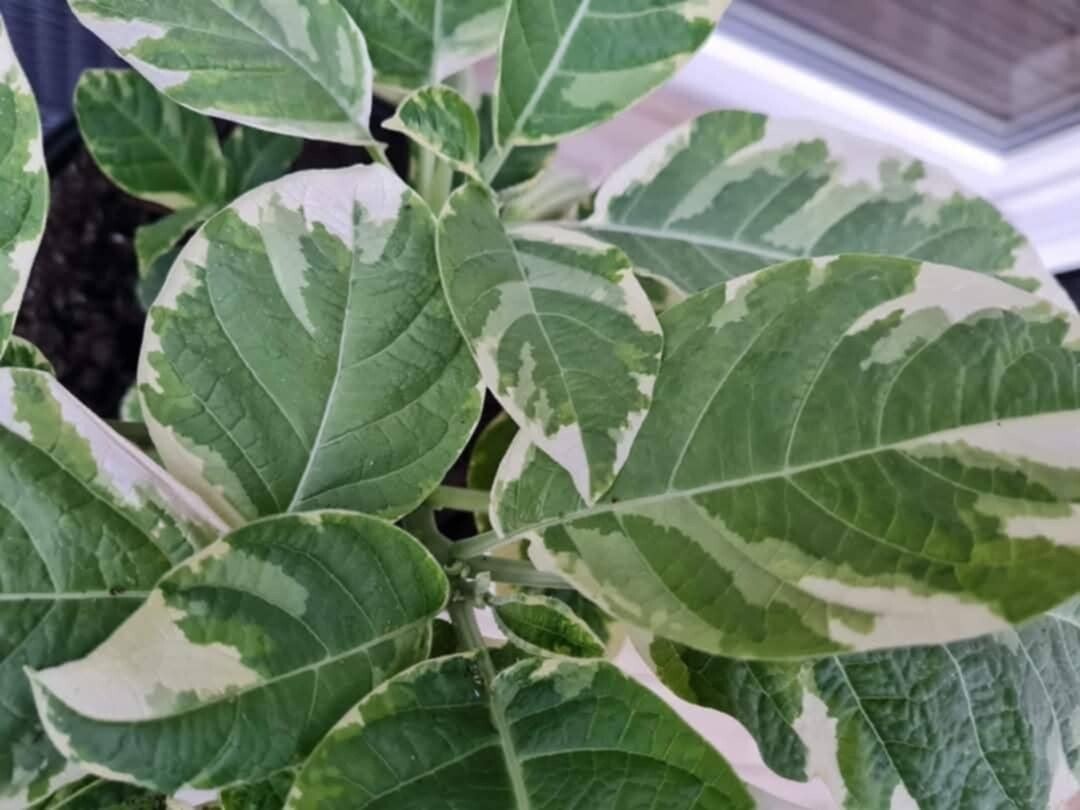 Änglatrumpet/Brugmansia - Maya