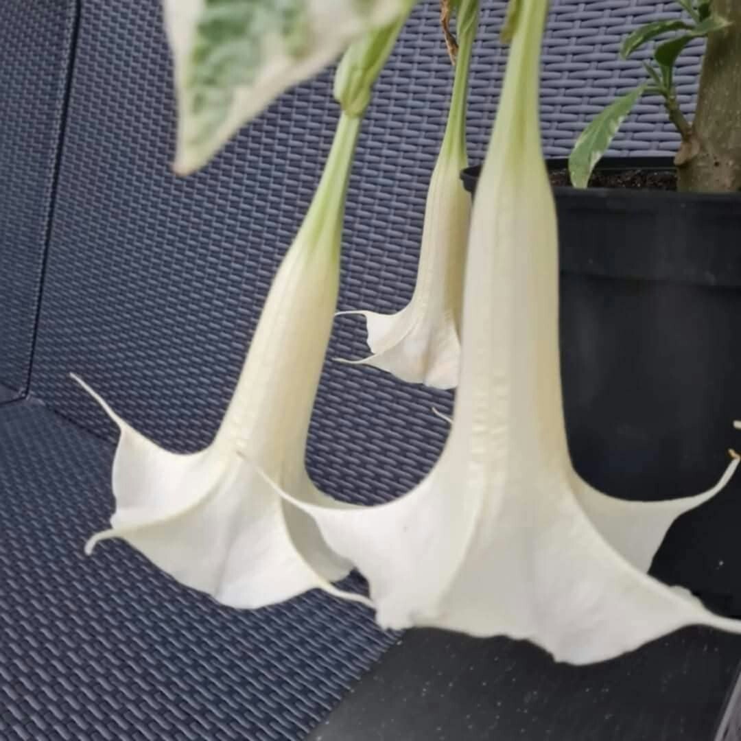 Änglatrumpet/Brugmansia - Maya