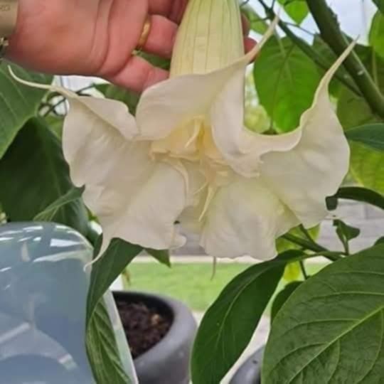 Änglatrumpet/Brugmansia - Ivonna