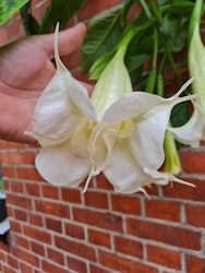 Änglatrumpet/Brugmansia - Ivonna