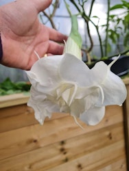Änglatrumpet/Brugmansia - Ivonna