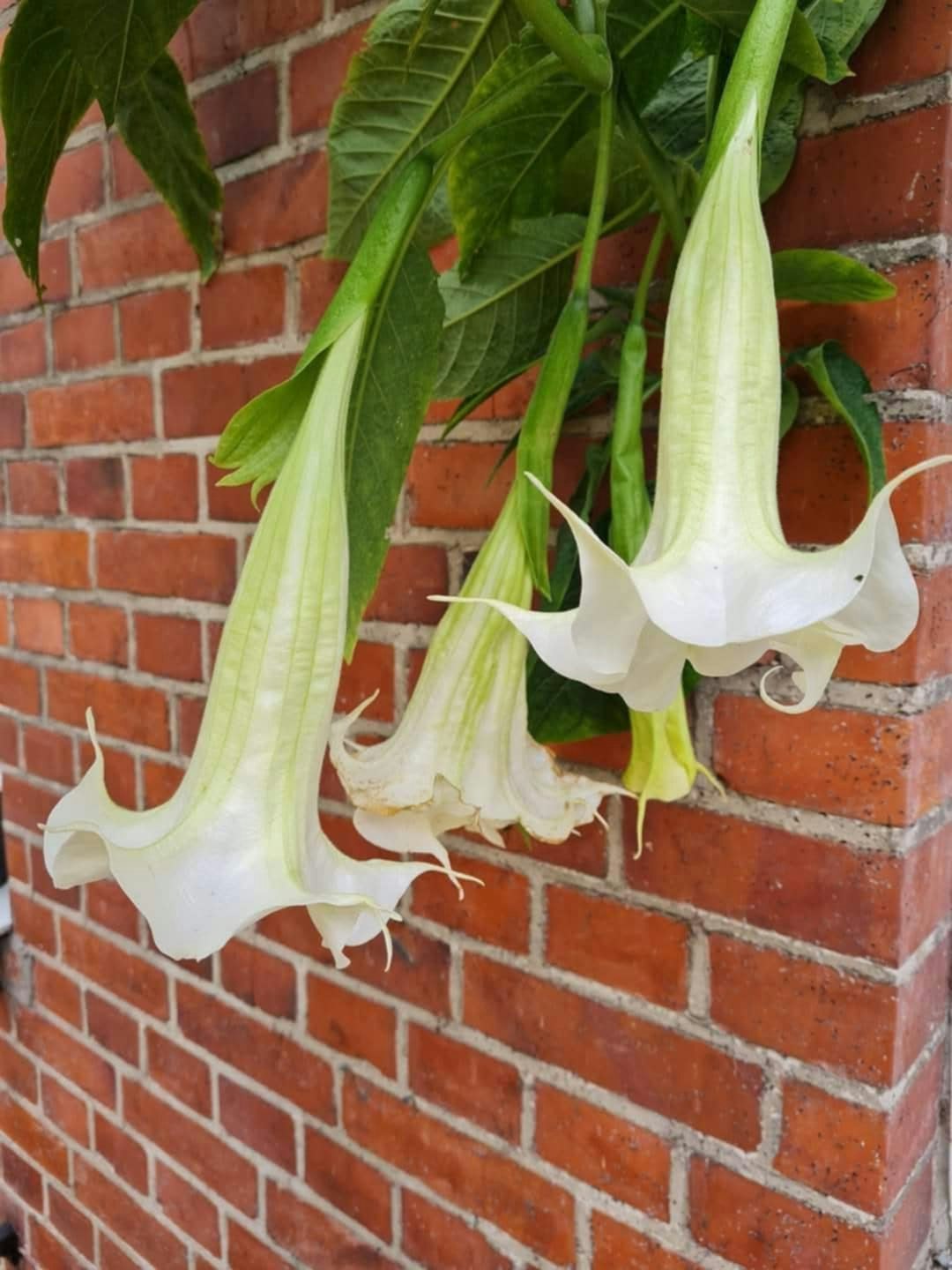 Änglatrumpet/Brugmansia - Ivonna