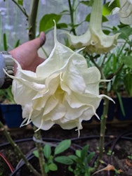 Änglatrumpet/Brugmansia - Angels Proud
