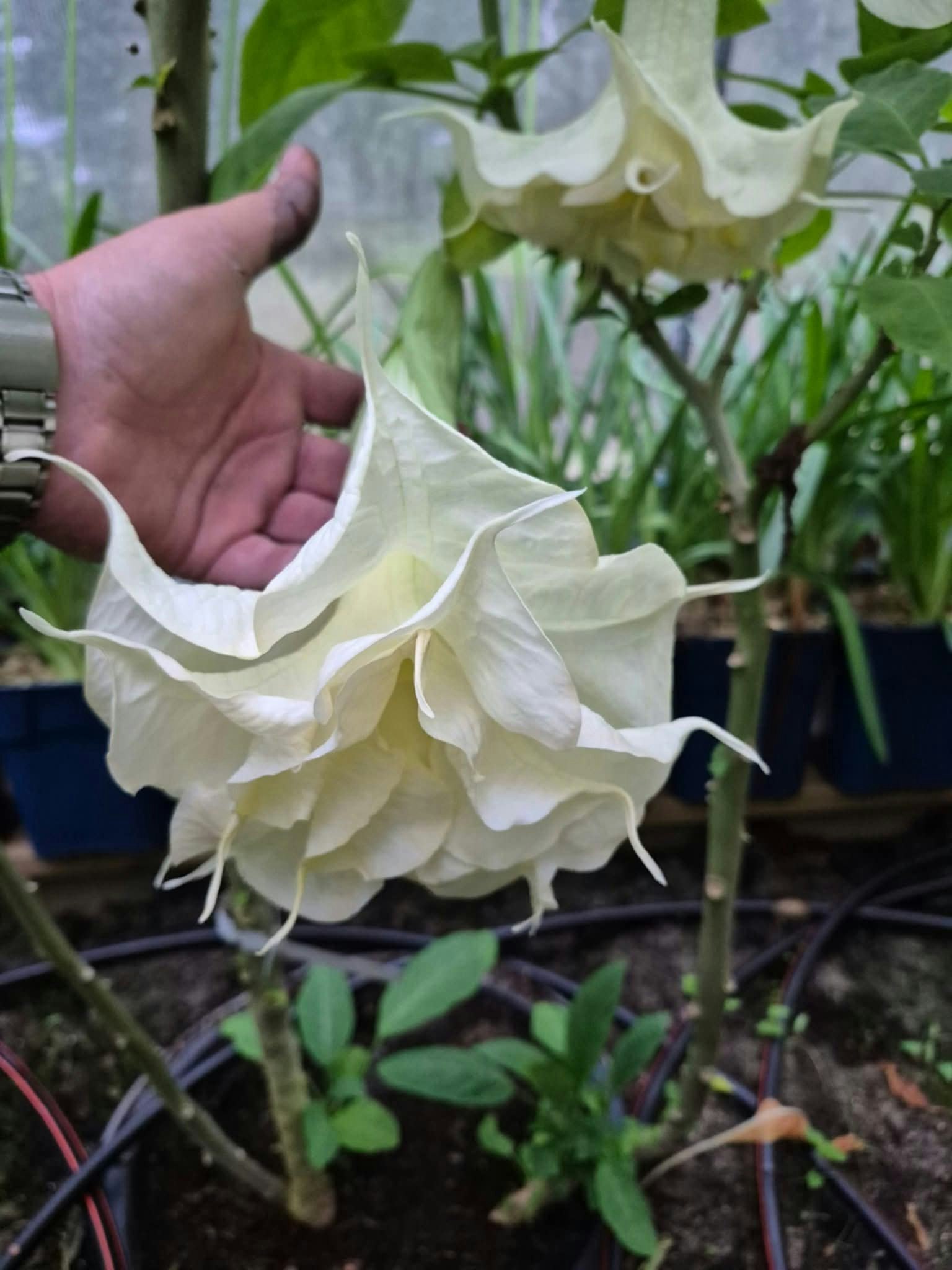 Änglatrumpet/Brugmansia - Angels Proud