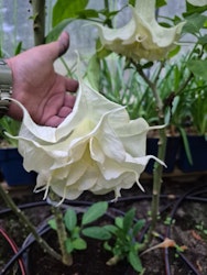 Änglatrumpet/Brugmansia - Angels Proud
