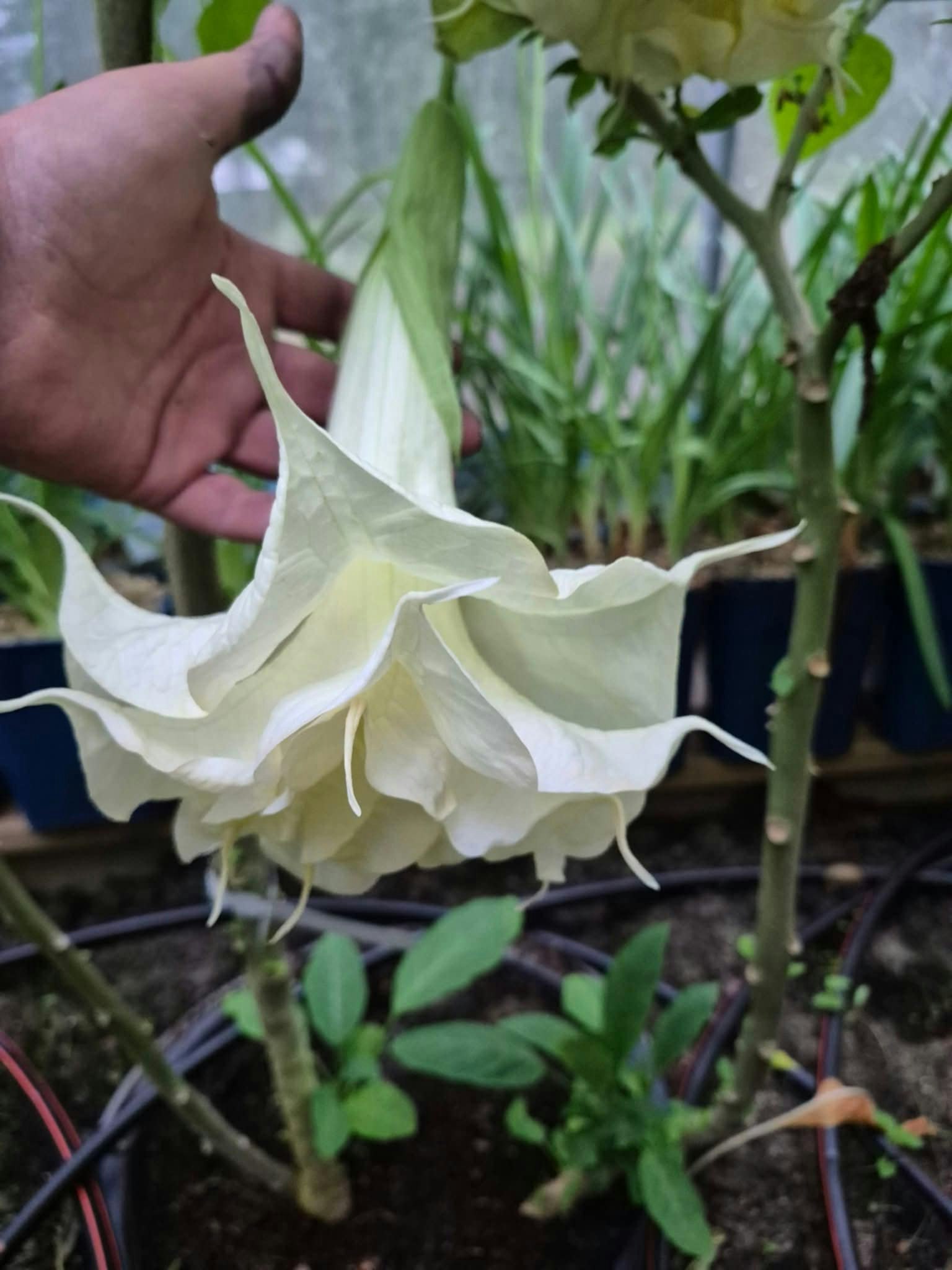 Änglatrumpet/Brugmansia - Angels Proud