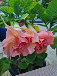 Änglatrumpet/Brugmansia - Romantika