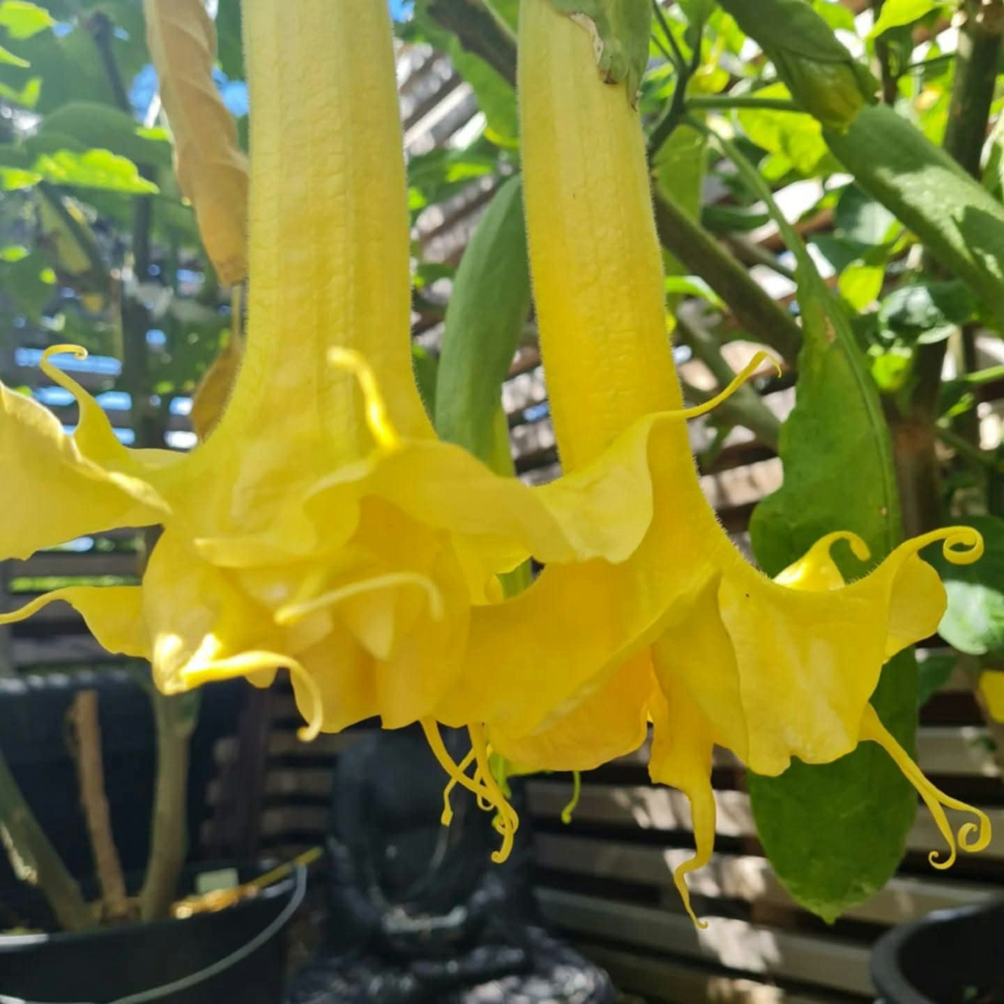 Änglatrumpet/Brugmansia - Zitronenkönig