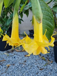 Änglatrumpet/Brugmansia - Zitronenkönig