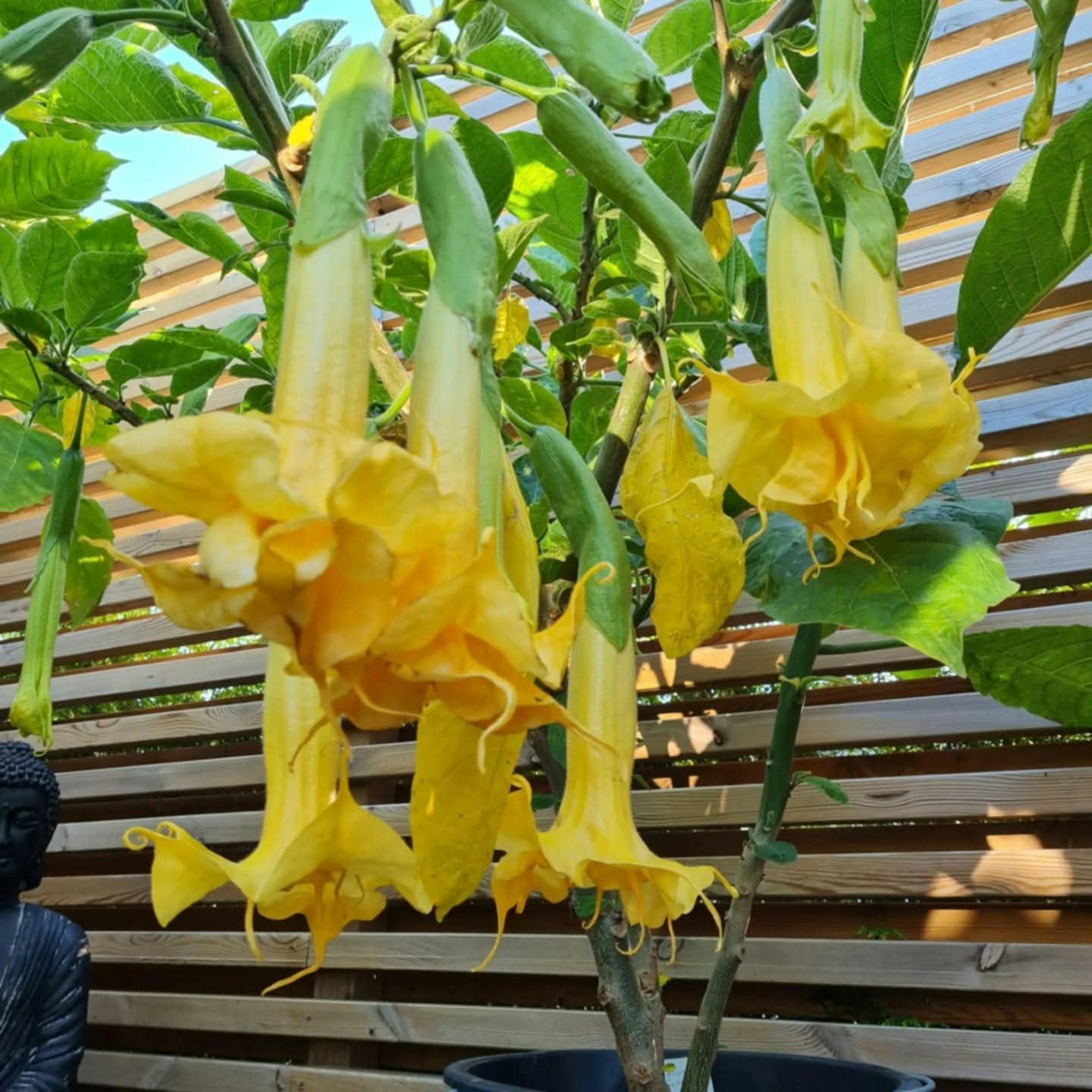 Änglatrumpet/Brugmansia - Zitronenkönig