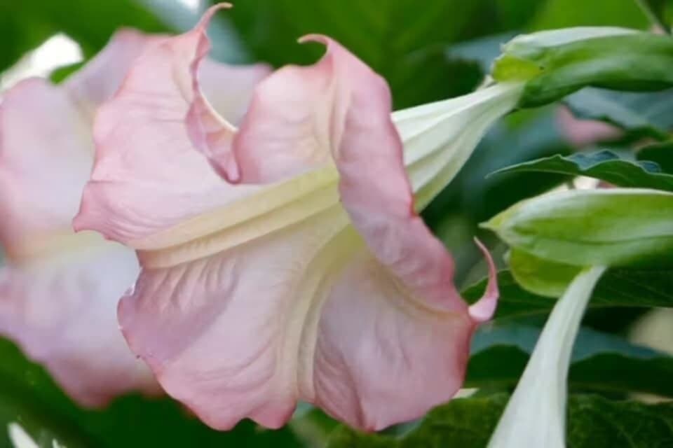 Änglatrumpet/Brugmansia - Enkel Rosa XL