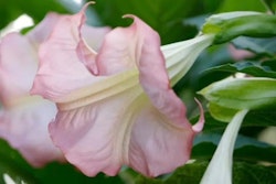 Änglatrumpet/Brugmansia - Enkel Rosa XL