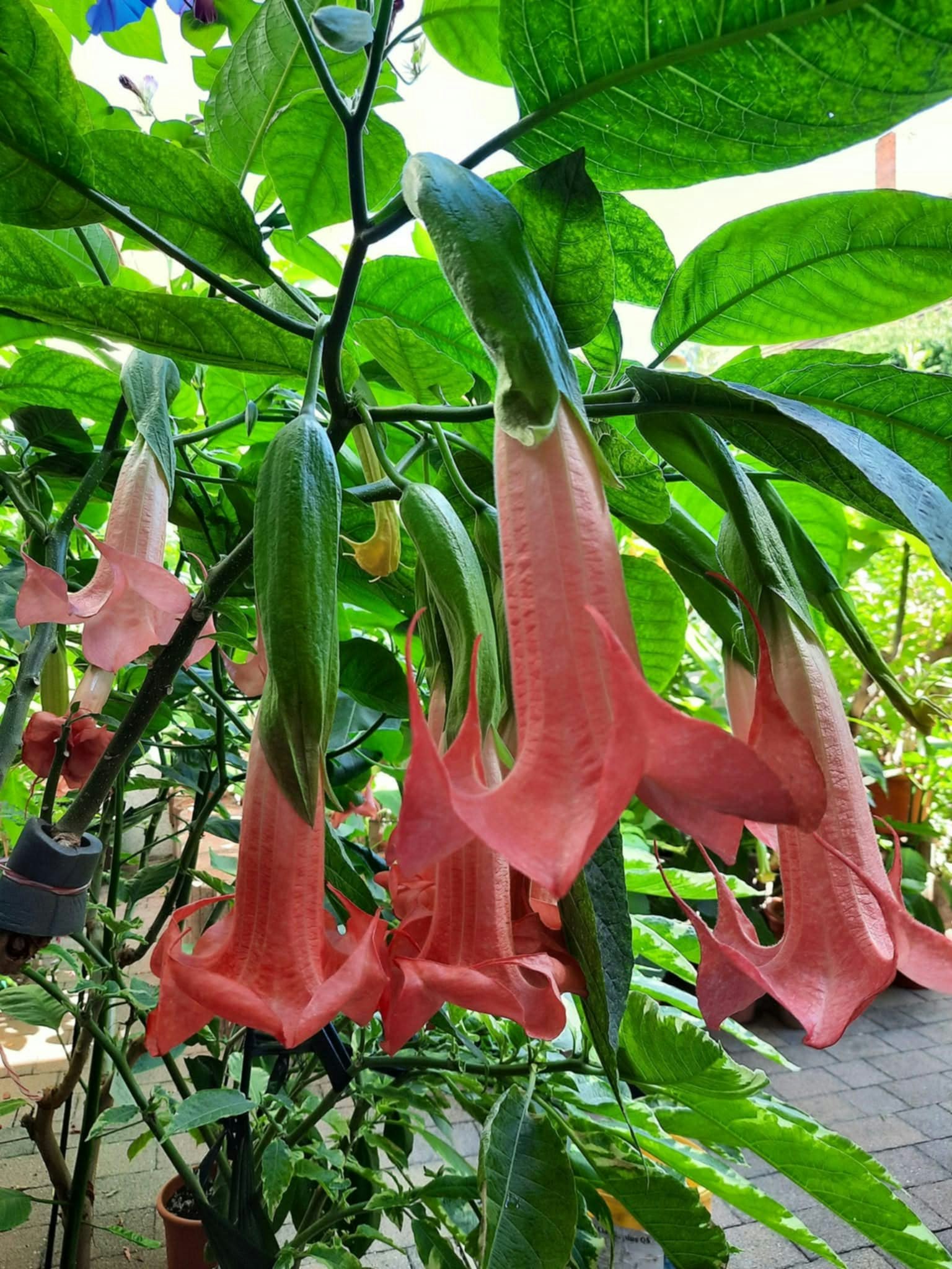 Änglatrumpet/Brugmansia - Super Spot
