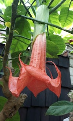 Änglatrumpet/Brugmansia - Super Spot