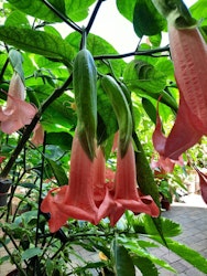 Änglatrumpet/Brugmansia - Super Spot