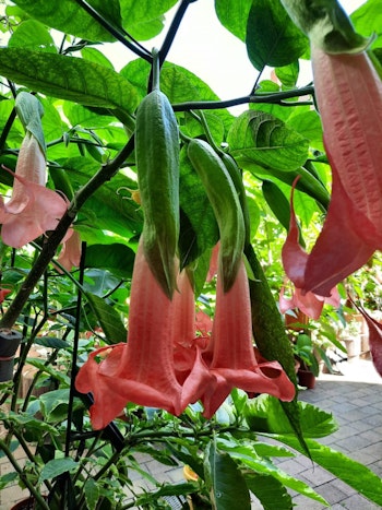 Änglatrumpet/Brugmansia - Super Spot