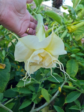 Änglatrumpet/Brugmansia - Angels Summertime