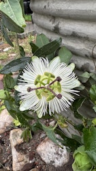 Passionsblomma/Passiflora - Caerulea Constance Elliott